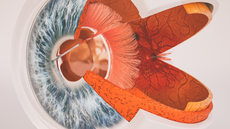 Anatomski prikaz oka - poprečni presek i unutrašnji pogled
