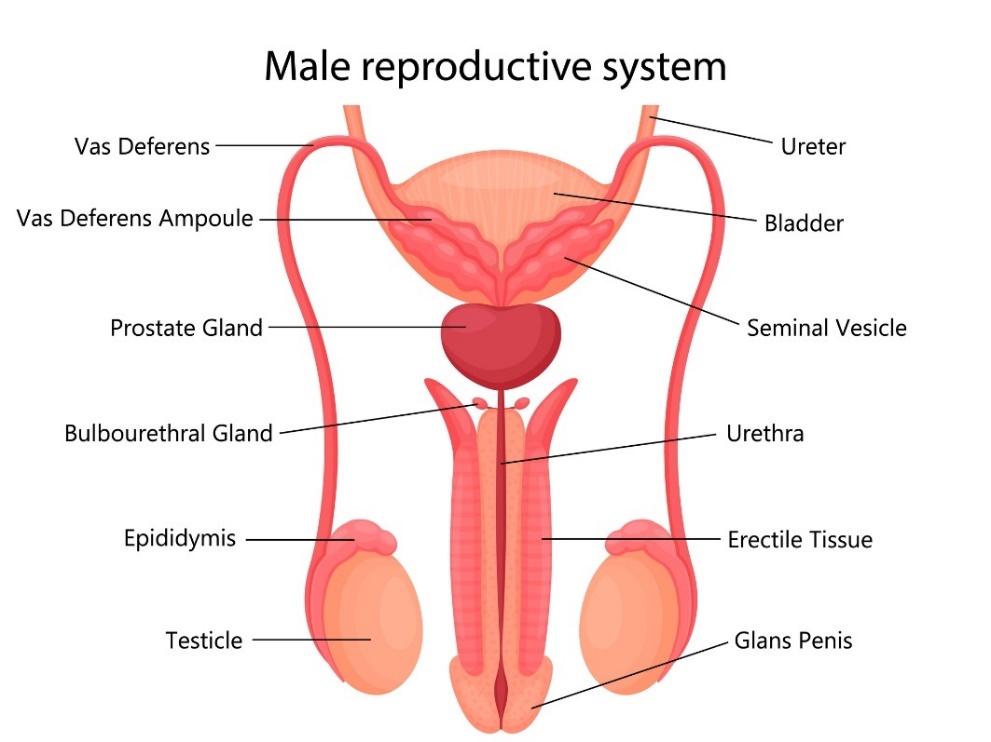 Muški reproduktivni sistem