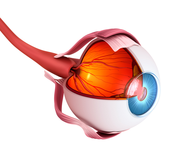 Anatomski pogled na oko
