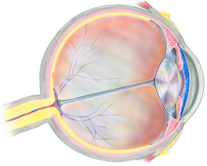 Anatomski prikaz oka