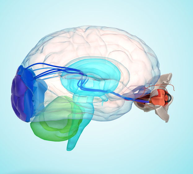 Oko i mozak prikazani anatomski
