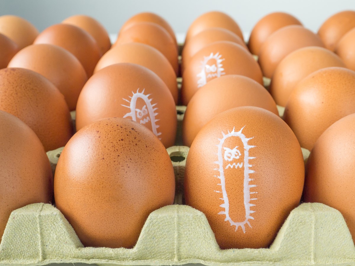 Salmonela nacrtana na jajetu, pakovanje jaja