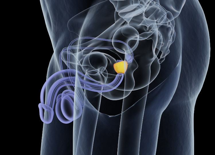 Anotomické uloženie prostaty anatomické uloženie prostaty