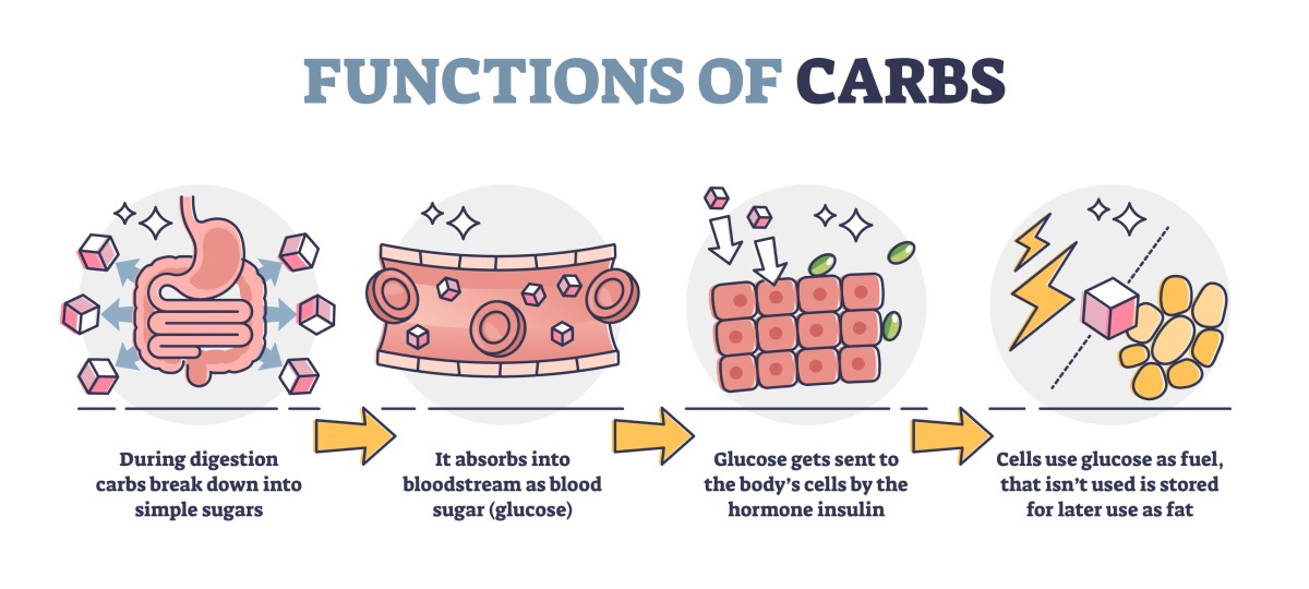 Funkcia sacharidov: premena prijatého sacharidu na jednoduchý cukor (glukózu) – glukóza v krvnom obehu – absorpcia glukózy bunkami pomocou hormónu Inzulínu – využitie glukózy ako energetického paliva