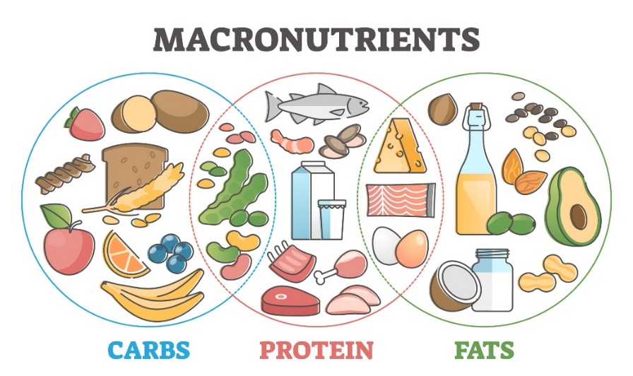 Makroživiny a ich zdroje v strave: sacharidy, bielkoviny a tuky
