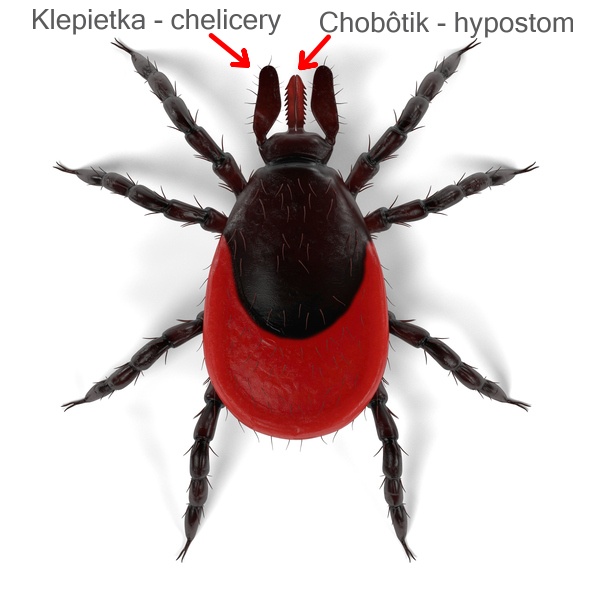 Klepietka, teda chelicery a chobôtik, čiže hypostom. Zdroj foto: Getty images Detailný model kliešťa, viditeľné klepietka, teda chelicery a chobôtik teda hypostom