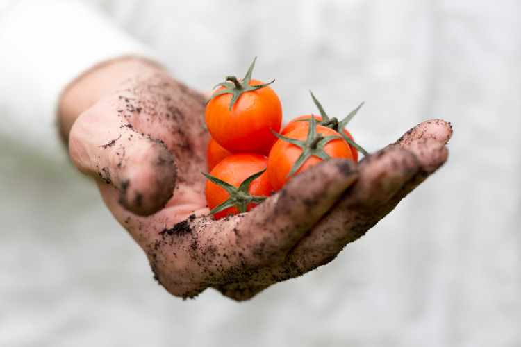 špinavá ruka držiaca paradajky