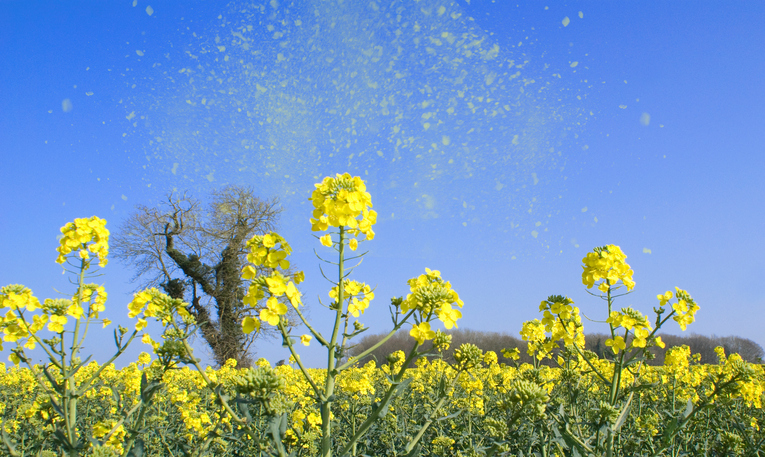 Senná nádcha ako alergia na peľ. Rozkvitnutá lúka, žlté kvety