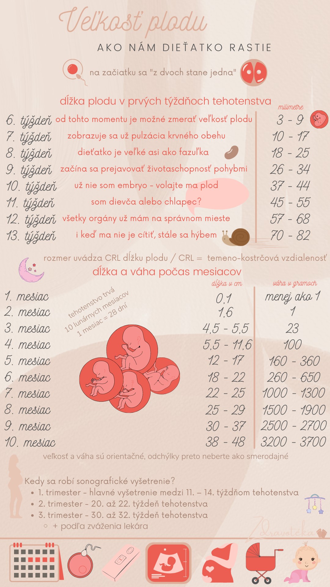 Rozmery plodu v infografike - dĺžka a váha podľa týždňov a mesiacov, stručný prehľad - zdravoteka.sk